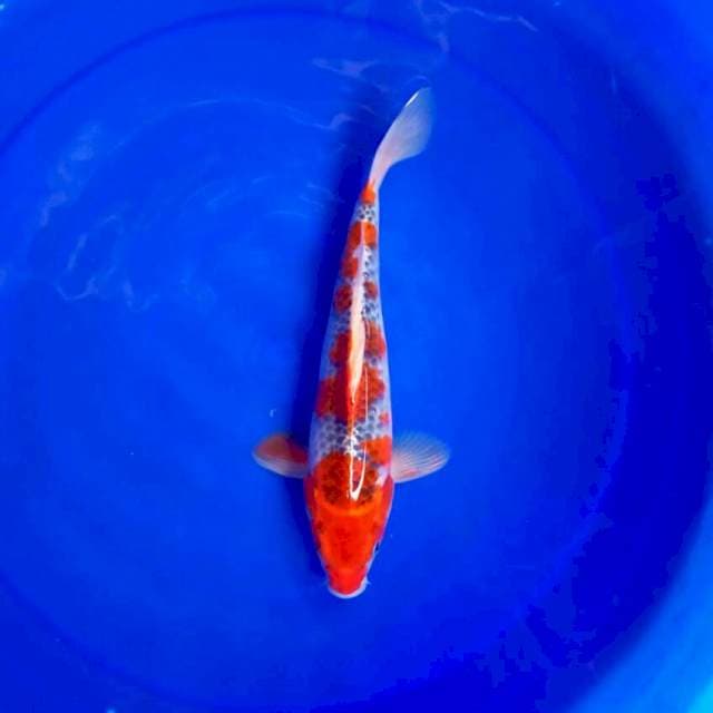Goshiki Jrengg || 30 cm