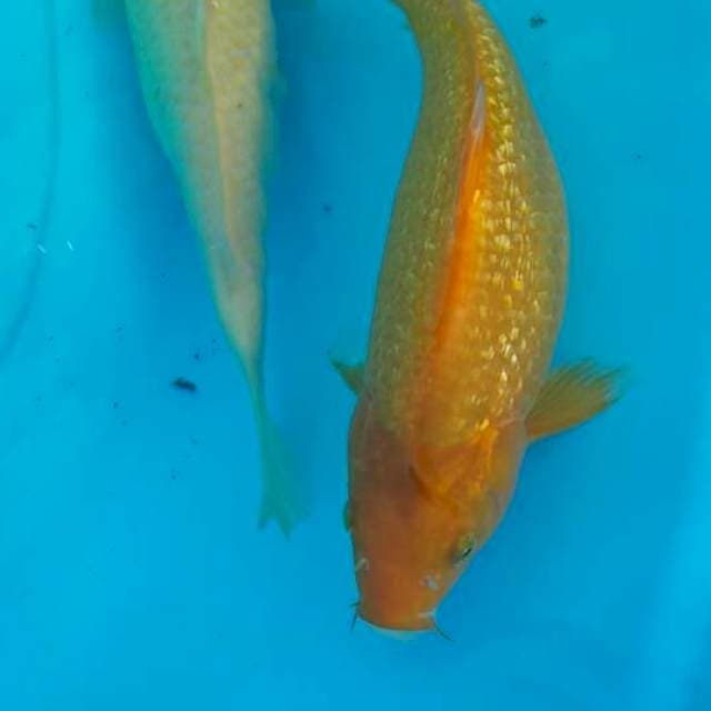 Karasi mata merah & karasi ginrin