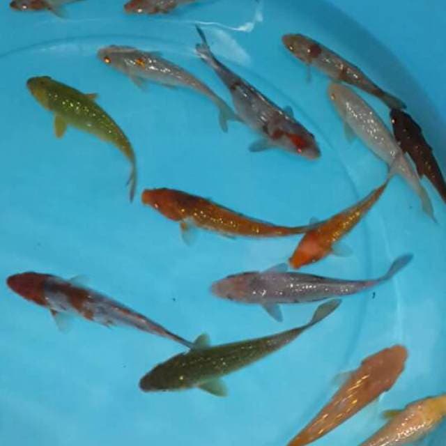 15 ekor ginrin antik