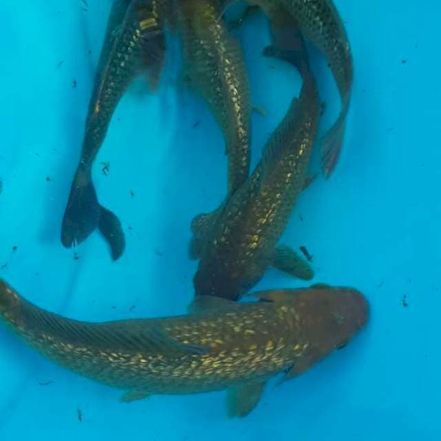 5 Pejinak kolam ginrin