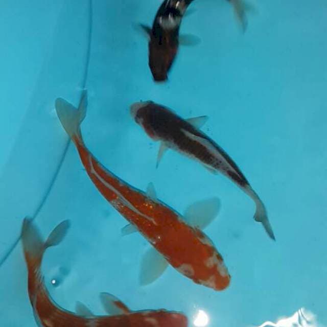 Mix kawari