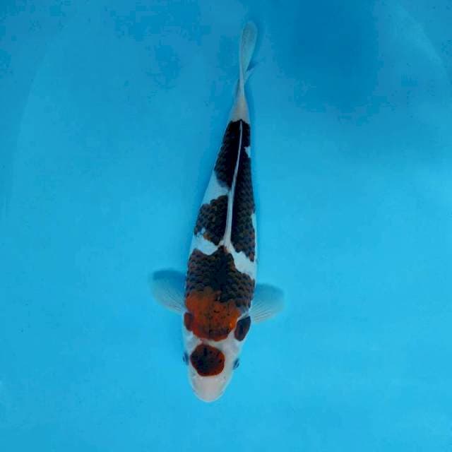 MARU SUMI GOROMO 11 ™