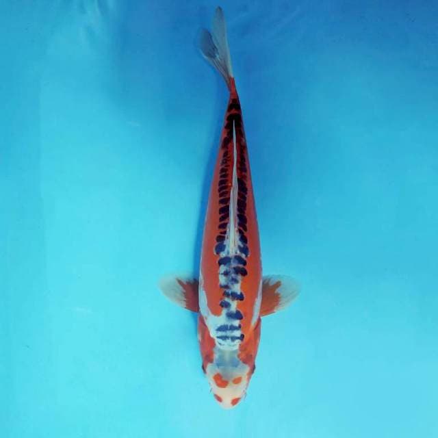 HANA SHUSUI 15 ™