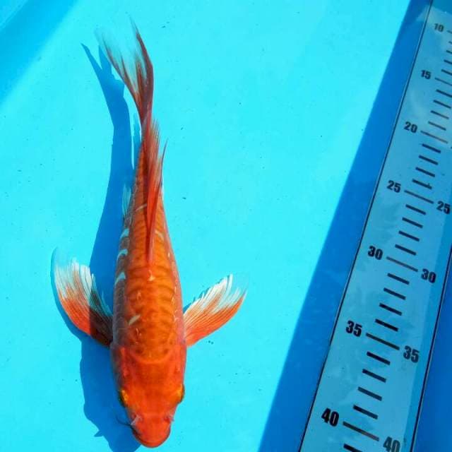 TYK Benigoi Kumpay 22cm