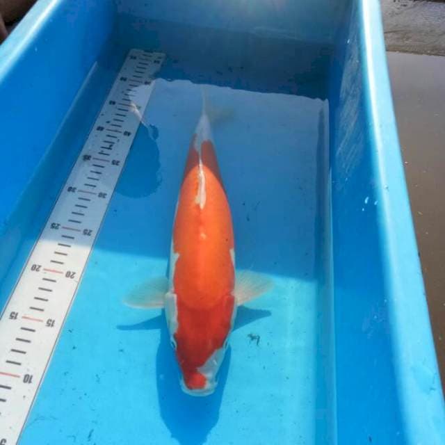 TYK Kohaku Doitsu 35cm