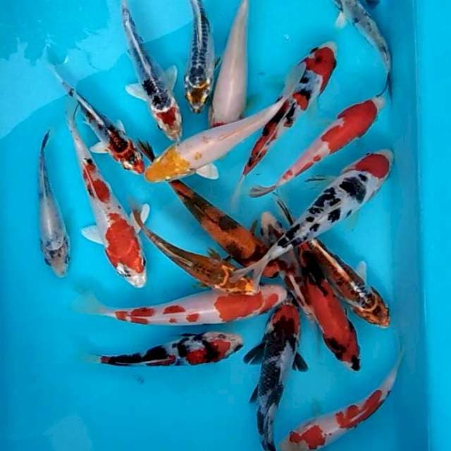 Mix cerah baby koi siap dibesarkan