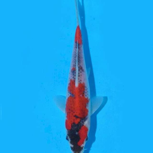Goshiki (Aneto) 18cm. Import & Sertifikat