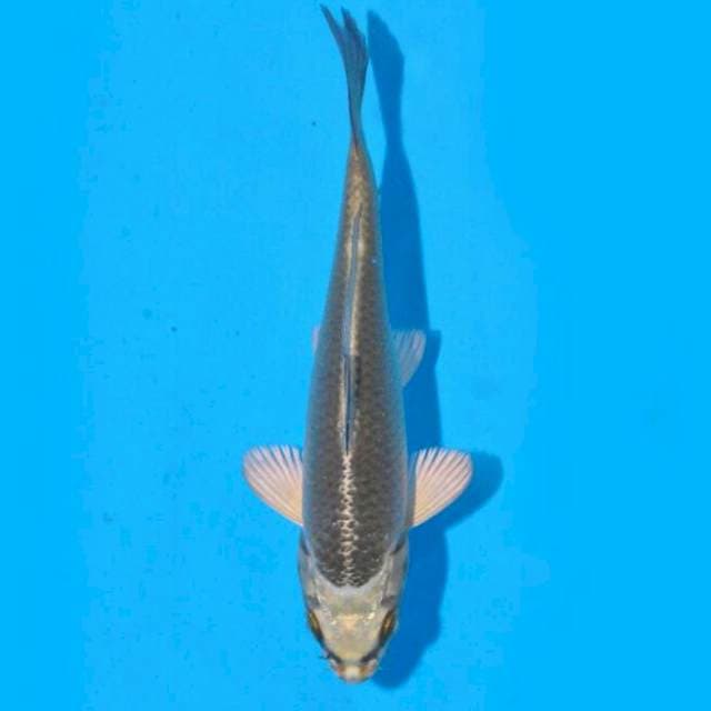 Mukashi Ogon (Marusei) 15cm. Import & Sertifikat