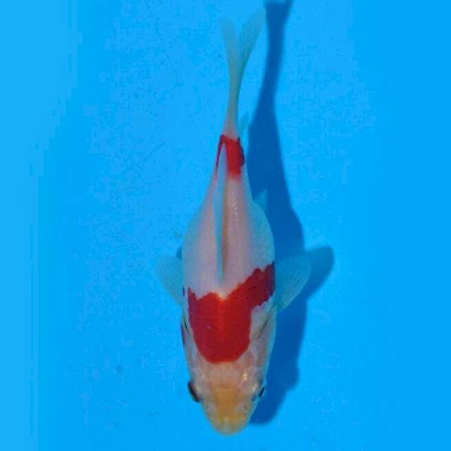 Tamasaba (Marushin) 11cm. Import & Sertifikat
