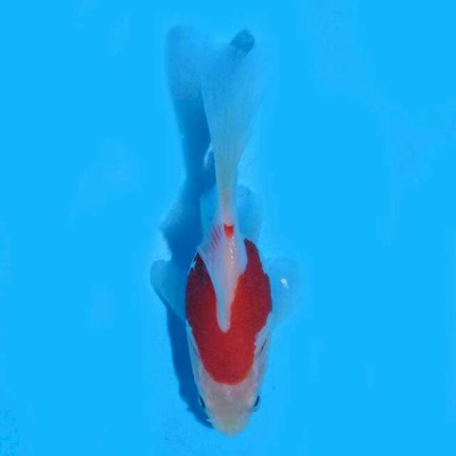 Tamasaba (Marushin) 9cm. Import & Sertifikat