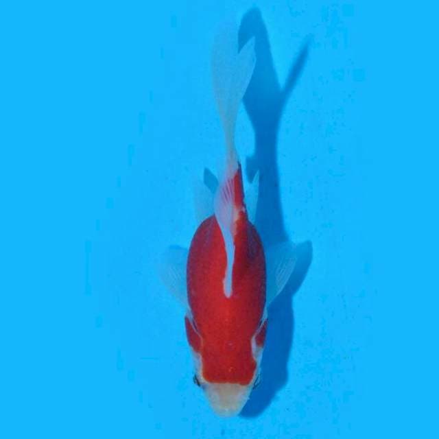 Tamasaba (Marushin) 9cm. Import & Sertifikat