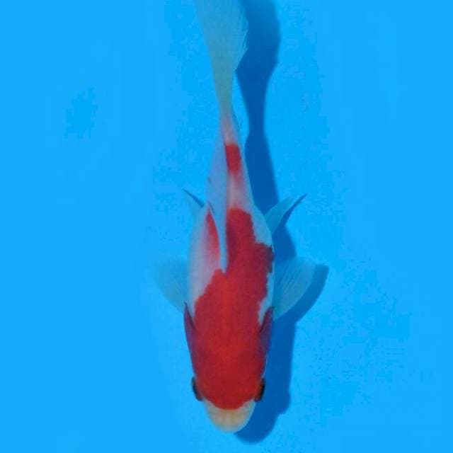 Tamasaba (Marushin) 12cm. Import & Sertifikat