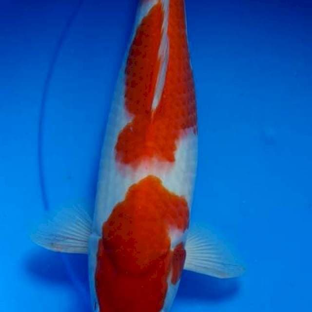 Kohaku strong