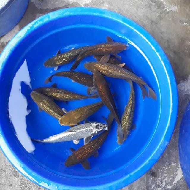 30-35 - PAKET PENJINAK KOLAM