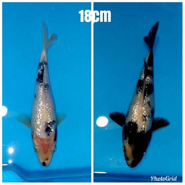 Shiro ginrin prospek 18cm