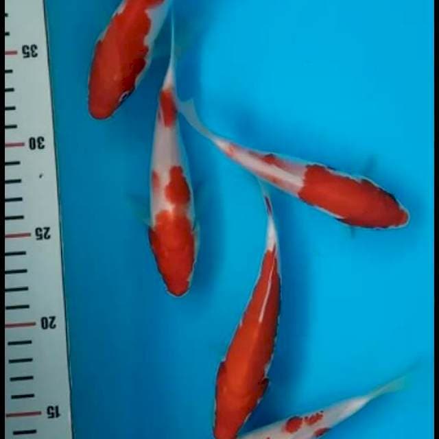 Kohaku Bloodline Taniguchi