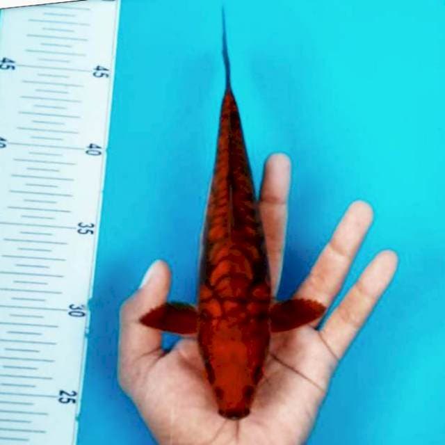 A. CHAGOI GAJAH #25CM