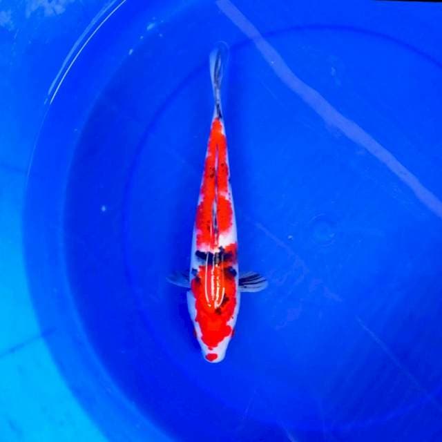 E. SANKE #27CM