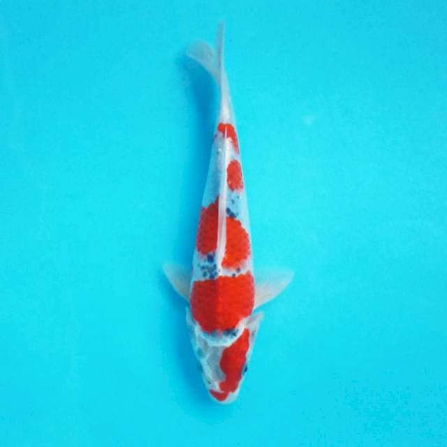 I. GOSHIKI FLAG #28CM