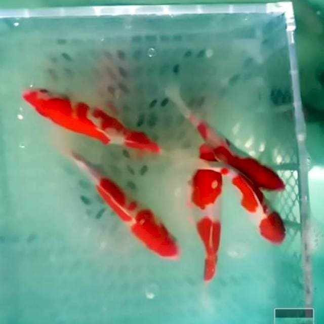 25 sd 27 Kohaku merah merona cakep cakep