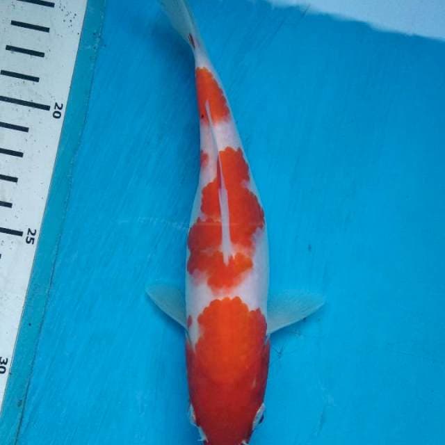 Sandan kohaku