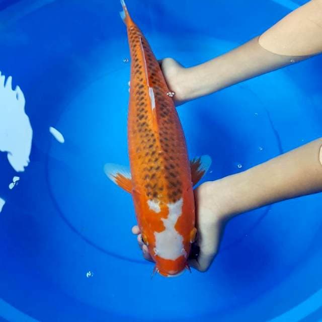 Asagi merah 45 cm
