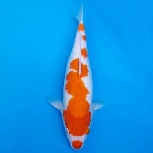 Kohaku kucibeni