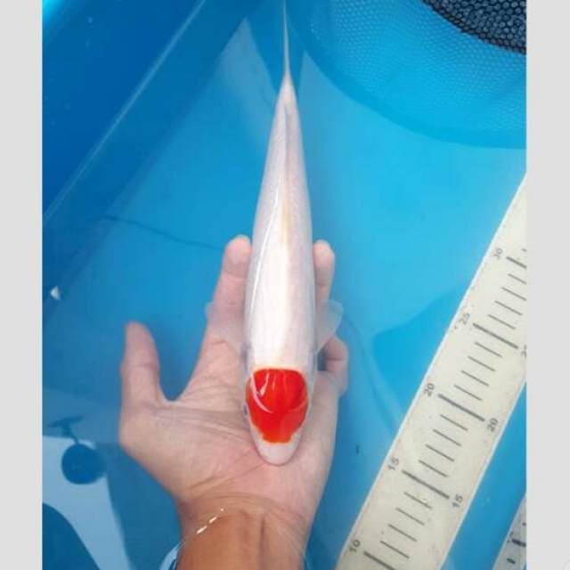 tancho kohaku katingan..30cm