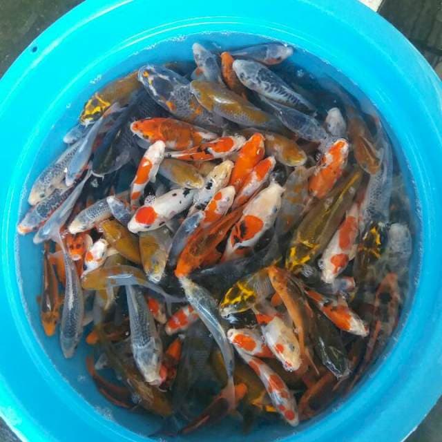 mix campur 100 ekor