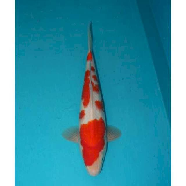 KOHAKU 29 CM