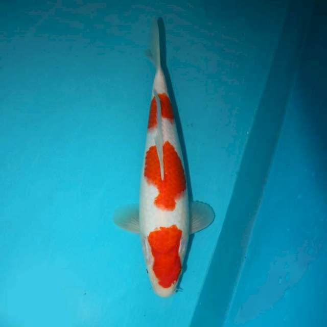 KOHAKU 28 CM