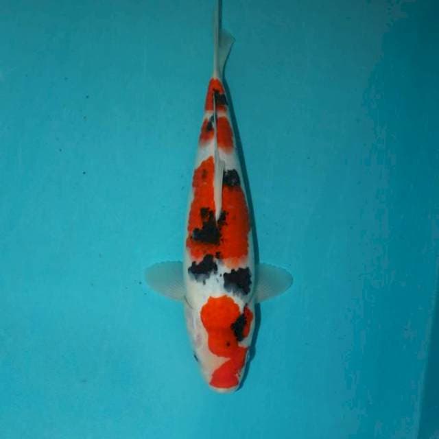 SANKE 29 CM