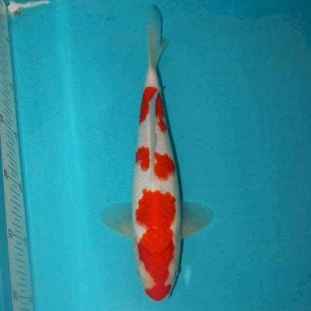KOHAKU 27 CM