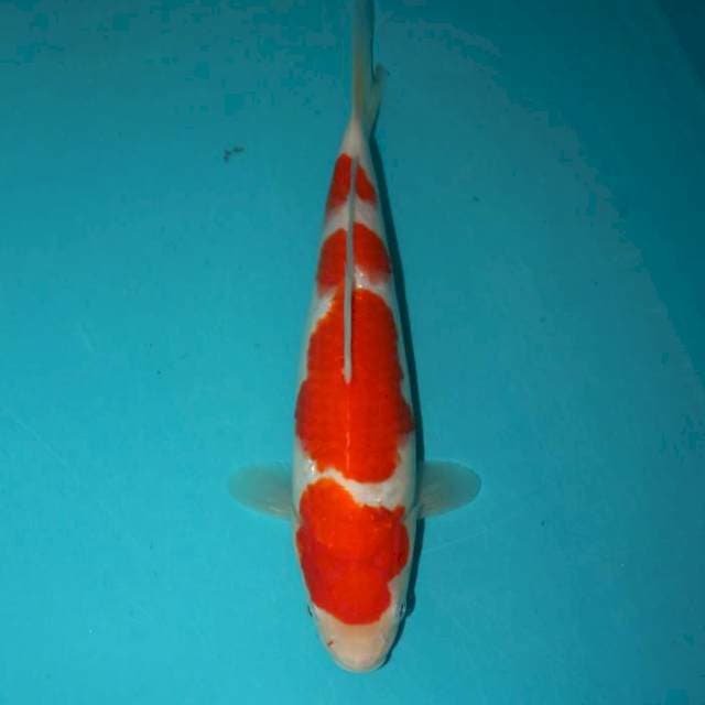 KOHAKU 27 CM
