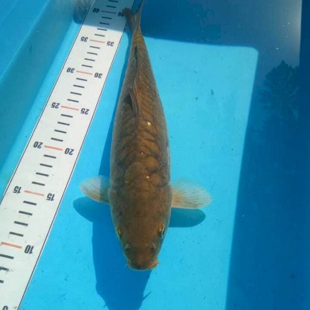 TYK Chagoi Aragoke 30cm