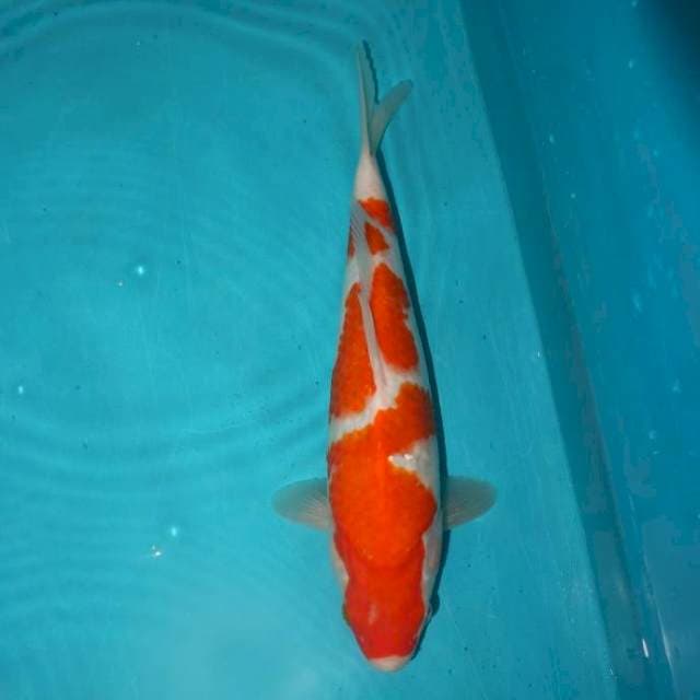 KOHAKU 32 CM