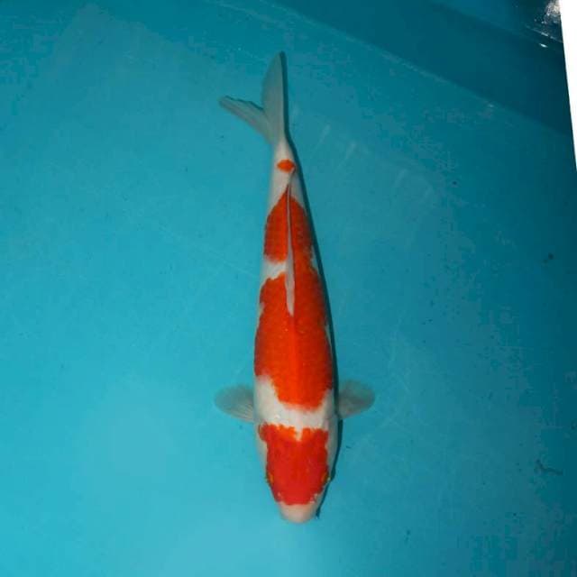 KOHAKU 28 CM