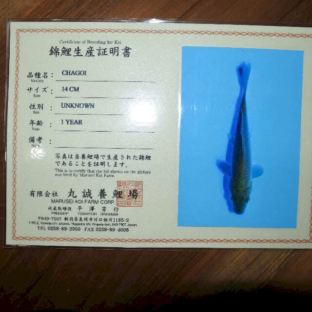 Chagoi (Marusei) 14 cm. Import dan sertifikat