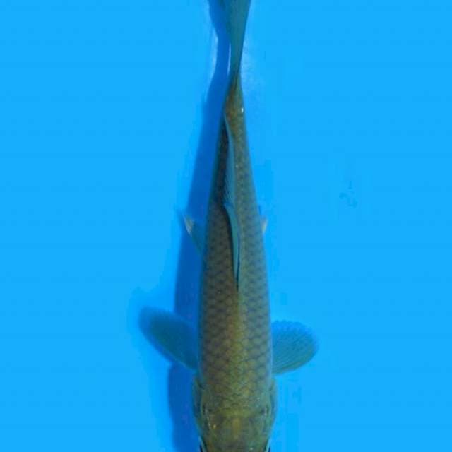 Chagoi (Marusei) 14 cm. Import dan sertifikat