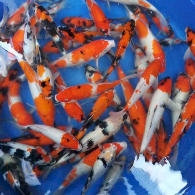 Showa mix 50 ekor paketan size 32 35 cm