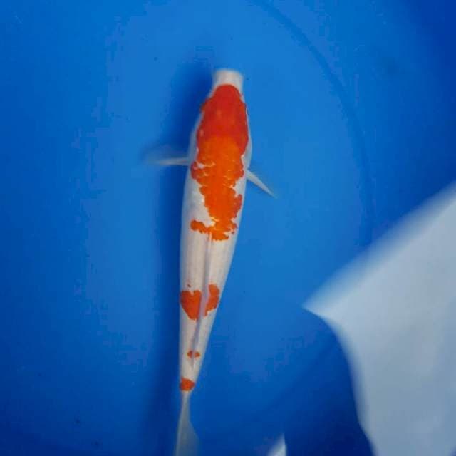Kohaku
