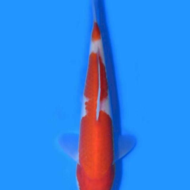 Kohaku (Saito) 18 cm. Import dan sertifikat