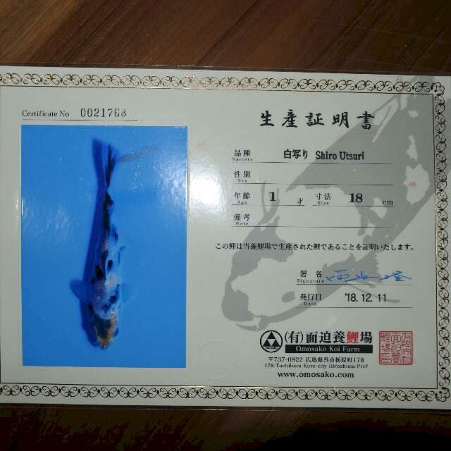 Shiro Utsuri (Omosako) 18 cm. Import dan sertifikat