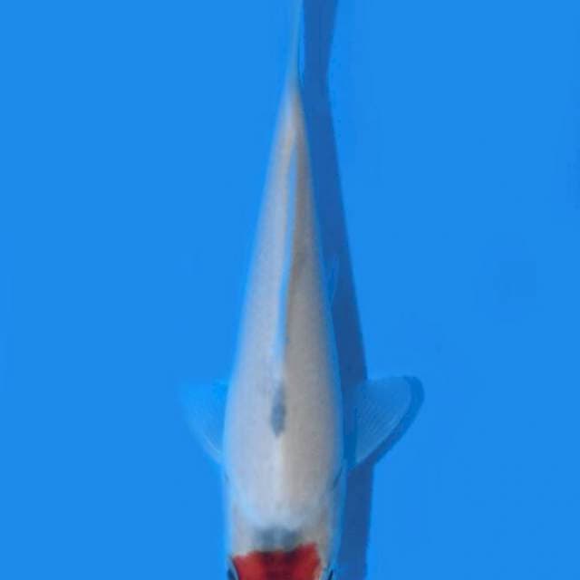 Tancho Showa (kaneko) 13 cm. Import dan sertifikat