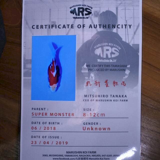 Tamasaba (Marushin) 8 cm. Import dan sertifikat