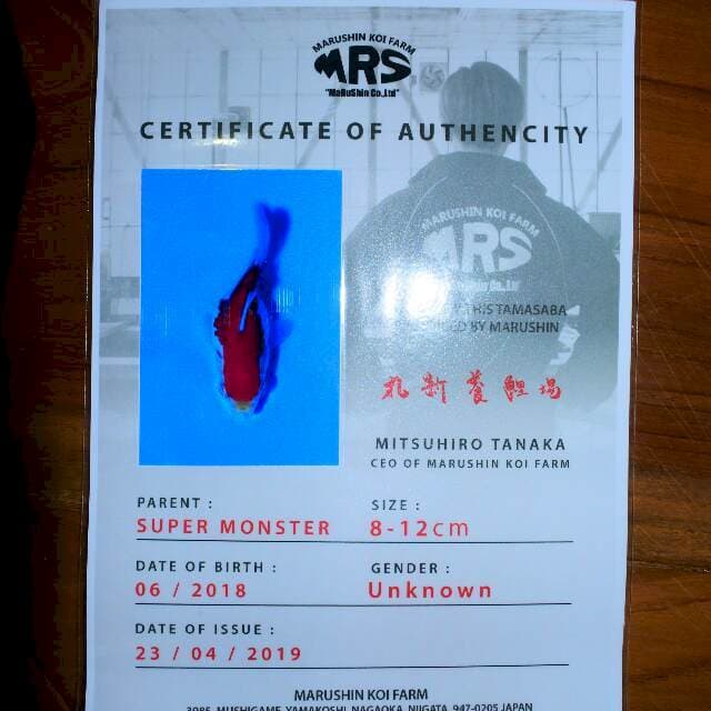 Tamasaba ( Marushin ) 7 cm. Import dan sertifikat