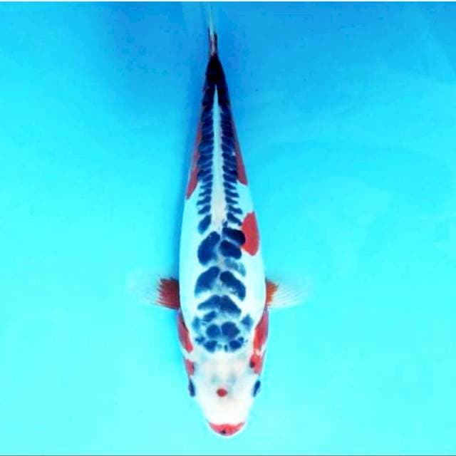 Shusui 36cm....bagus