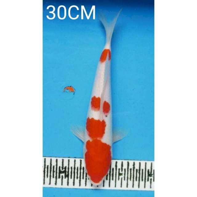 Kohaku 30Cm