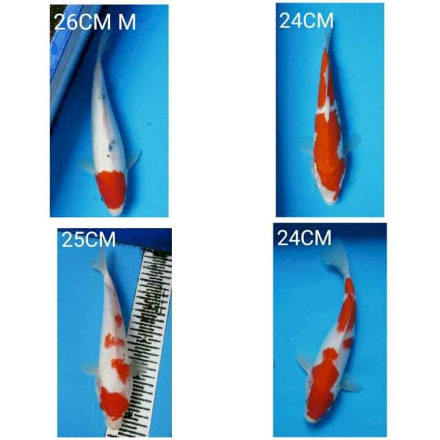 Mix koi