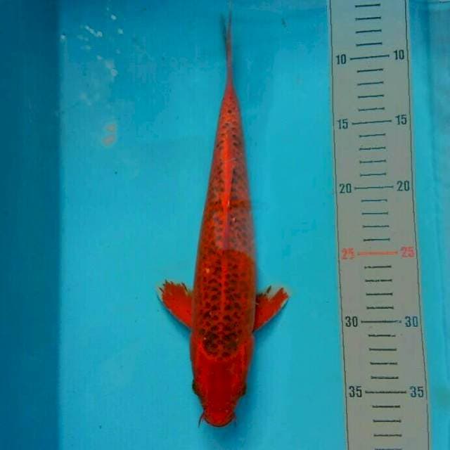 AKAMATSU merah darah
